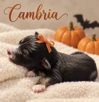 Cambria, a female Miniature Aussiedoodle for sale in New Port Richey, FL – 1 of 2