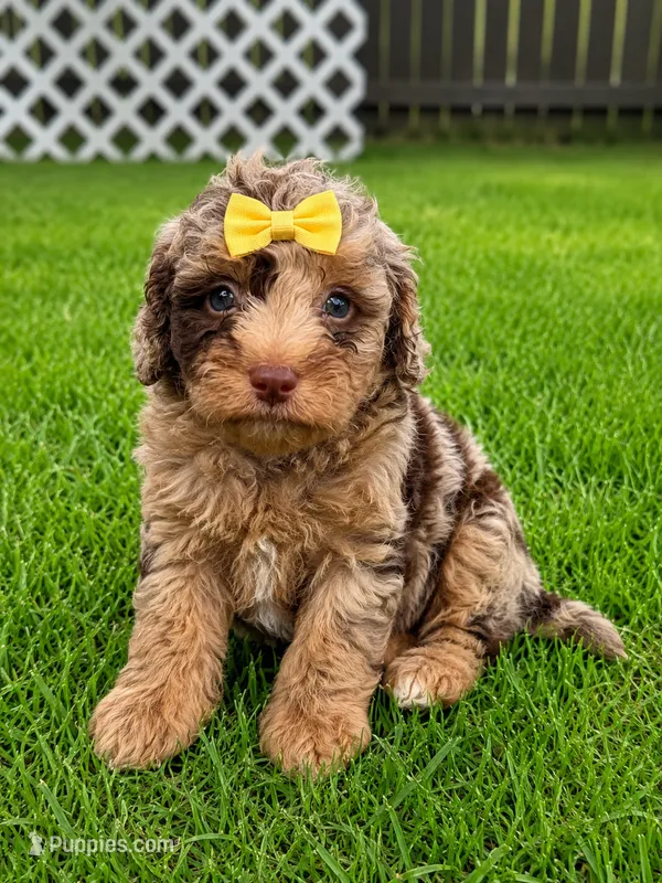 Clarice – Miniature Bernedoodle puppy for sale in New Port Richey, FL