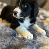 Quartz F1, a male Bernedoodle for sale in New Port Richey, FL – Photo 4 of 5