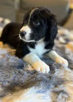 Quartz F1, a male Bernedoodle for sale in New Port Richey, FL – Photo 3 of 5