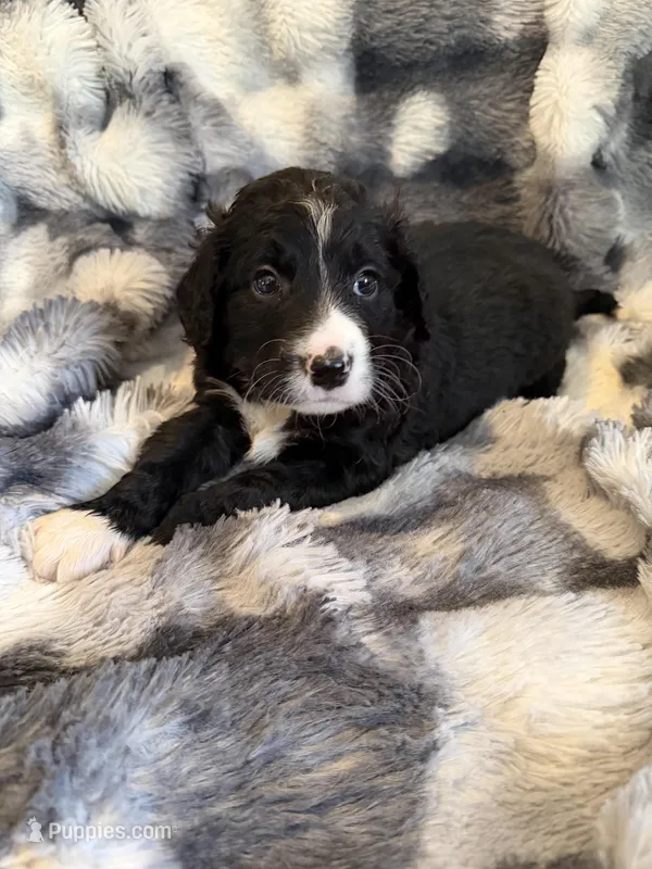 Quartz light blue collar