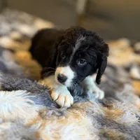 Quartz F1, a male Bernedoodle for sale in New Port Richey, FL – Photo 3 of 5