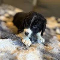 Quartz F1, a male Bernedoodle for sale in New Port Richey, FL – Photo 2 of 5