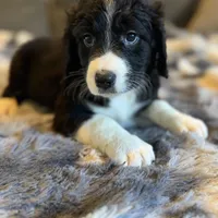 Quartz F1, a male Bernedoodle for sale in New Port Richey, FL – Photo 2 of 5