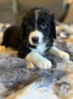 Quartz F1, a male Bernedoodle for sale in New Port Richey, FL – Photo 4 of 5