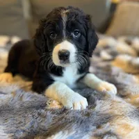 Quartz F1, a male Bernedoodle for sale in New Port Richey, FL – Photo 1 of 5