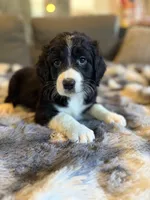 Quartz F1, a male Bernedoodle for sale in New Port Richey, FL – Photo 1 of 5