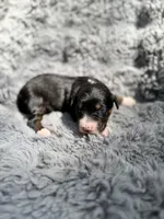 Ben, a male Aussiedoodle and Poodle - Standard  for sale in New Port Richey, FL – Photo 2 of 7