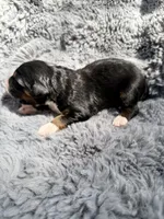 Ben, a male Aussiedoodle and Poodle - Standard  for sale in New Port Richey, FL – Photo 6 of 7