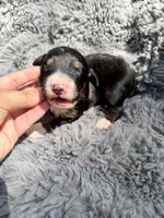 Ben, a male Aussiedoodle and Poodle - Standard  for sale in New Port Richey, FL – Photo 5 of 7