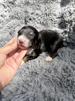 Ben, a male Aussiedoodle and Poodle - Standard  for sale in New Port Richey, FL – Photo 7 of 7