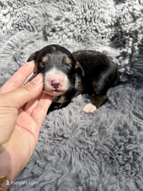 Ben – Aussiedoodle, Poodle - Standard  puppy for sale in New Port Richey, FL