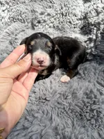 Ben, a male Aussiedoodle and Poodle - Standard  for sale in New Port Richey, FL – Photo 1 of 7