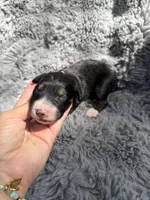 Ben, a male Aussiedoodle and Poodle - Standard  for sale in New Port Richey, FL – Photo 4 of 7