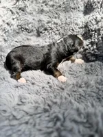 Ben, a male Aussiedoodle and Poodle - Standard  for sale in New Port Richey, FL – Photo 3 of 7