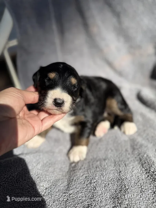 Ben – Aussiedoodle, Poodle - Standard  puppy for sale in New Port Richey, FL