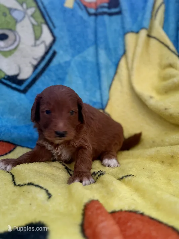 Edison – Miniature Goldendoodle puppy for sale in New Port Richey, FL