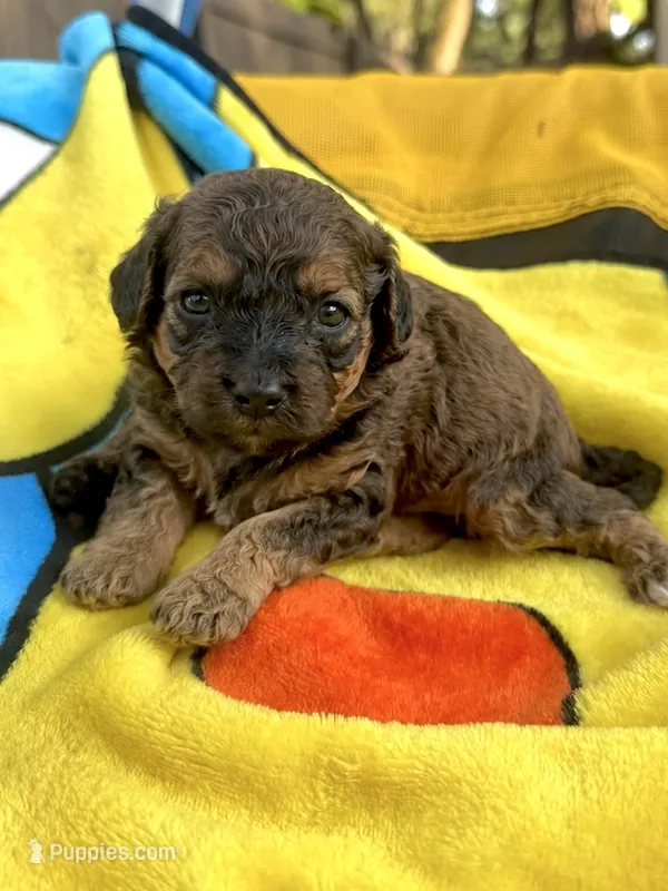 Ira – Cockapoo puppy for sale in New Port Richey, FL