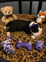 Sarabi , a female Bernedoodle for sale in New Port Richey, FL – 2 of 2