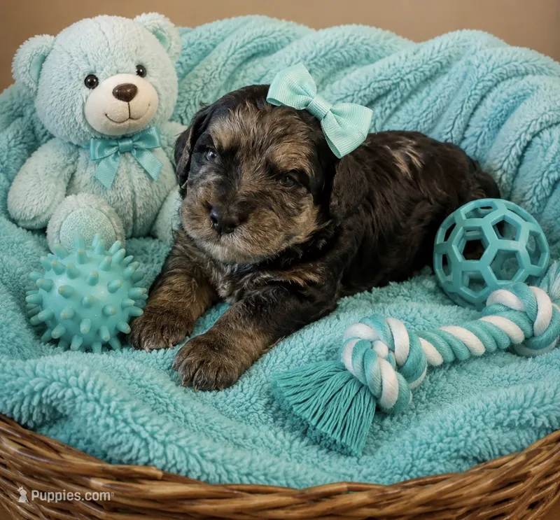 Tabitha  – Miniature Bernedoodle puppy for sale in New Port Richey, FL