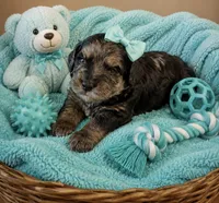 Tabitha , a female Miniature Bernedoodle for sale in New Port Richey, FL – 1 of 3