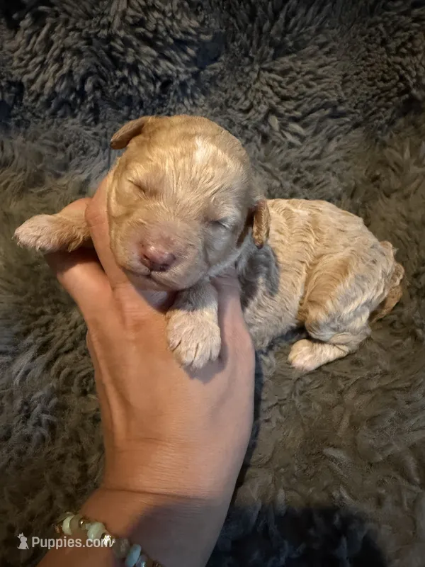 Ivy – Cockapoo puppy for sale in New Port Richey, FL