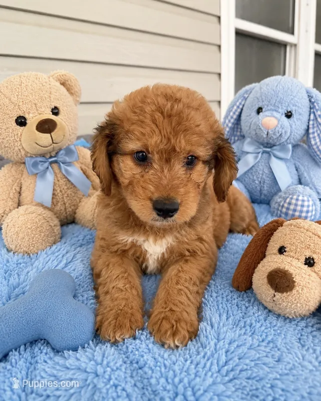 Bowan – Aussiedoodle, Poodle - Standard  puppy for sale in New Port Richey, FL