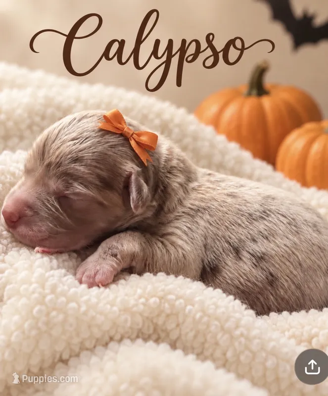 Calypso – Miniature Aussiedoodle puppy for sale in New Port Richey, FL