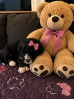 Reesah, a female Bernedoodle for sale in New Port Richey, FL – 5 of 6