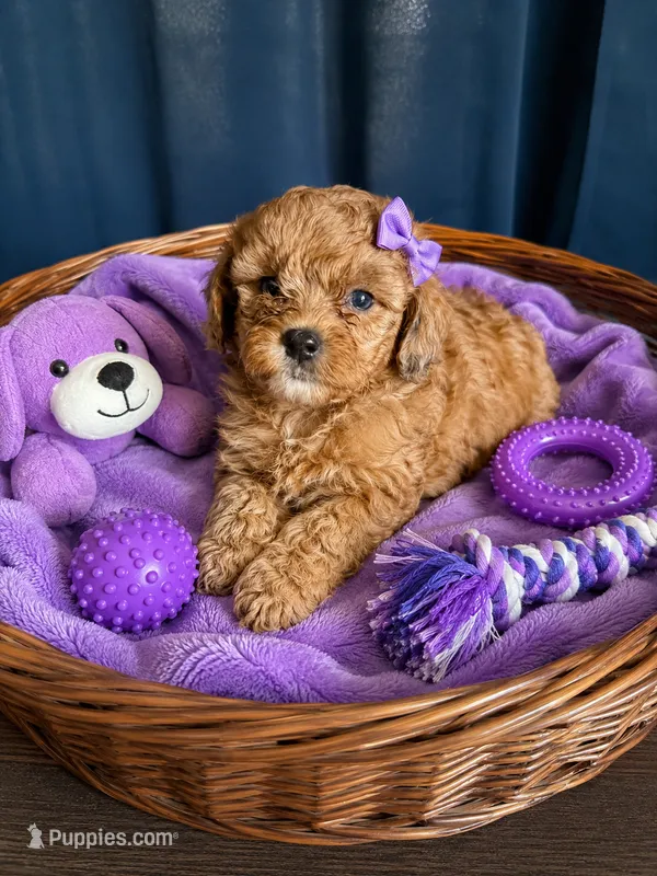 Iyla – Cockapoo puppy for sale in New Port Richey, FL