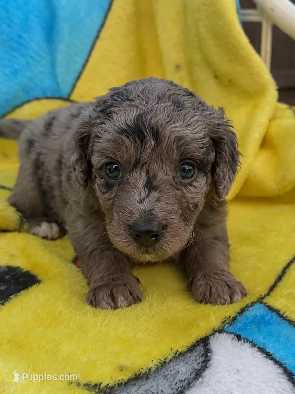 Capri F1bb – Miniature Bernedoodle puppy for sale in New Port Richey, FL