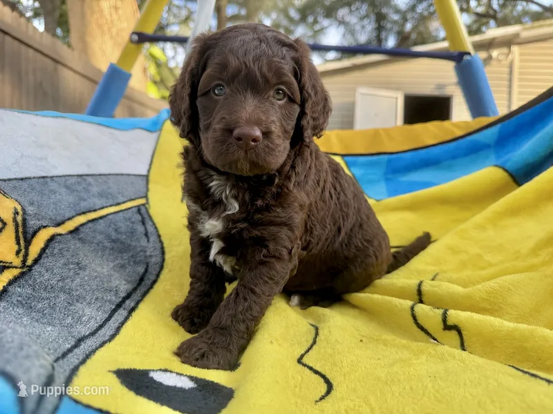 George – Miniature Goldendoodle puppy for sale in New Port Richey, FL