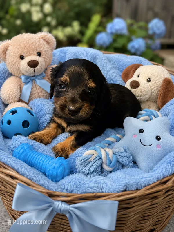 Quell  – Miniature Dachshund puppy for sale in New Port Richey, FL