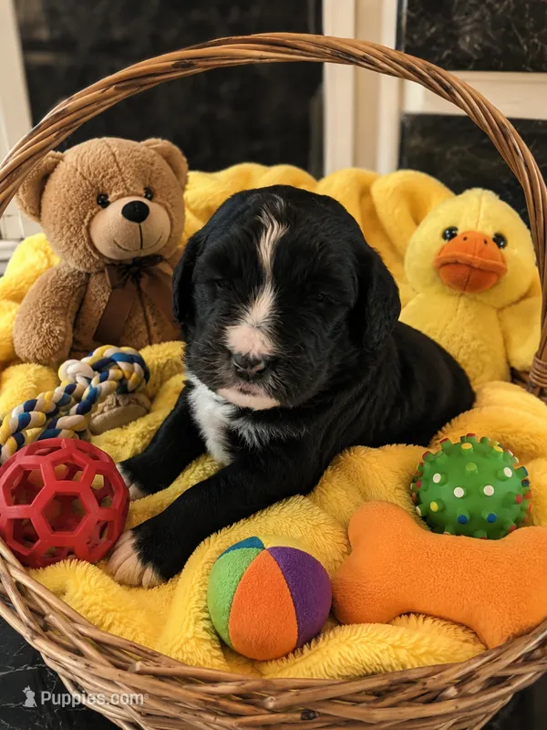 Ryker – Bernedoodle puppy for sale in New Port Richey, FL
