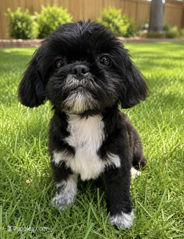 Ying-Yang – Shih Tzu puppy for sale in New Port Richey, FL