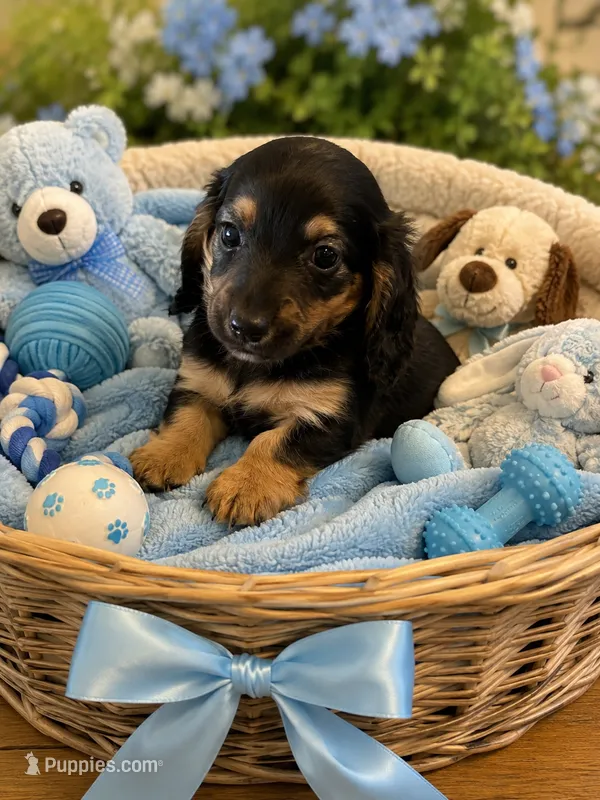 Quell  – Miniature Dachshund puppy for sale in New Port Richey, FL