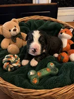 Scar, a male Bernedoodle for sale in New Port Richey, FL – 2 of 3