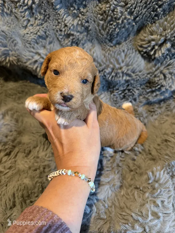 Emmalyn – Miniature Goldendoodle puppy for sale in New Port Richey, FL