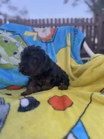 Kingsley , a male Yorkipoo for sale in New Port Richey, FL – 6 of 6