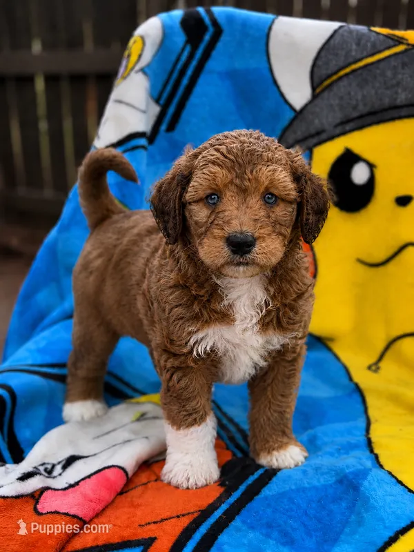 Bobbie – Aussiedoodle, Poodle - Standard  puppy for sale in New Port Richey, FL