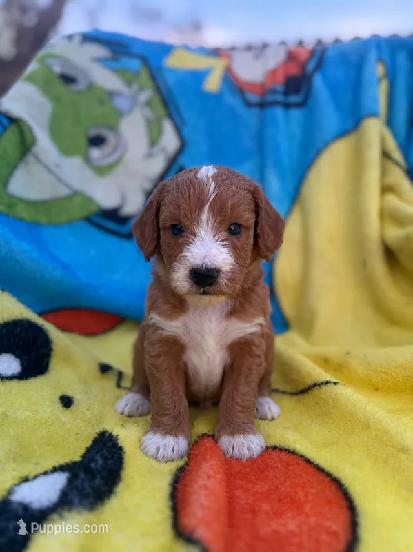Elijah – Miniature Goldendoodle puppy for sale in New Port Richey, FL