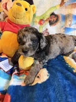 Yoshi Doxiedoodle , a male Miniature Dachshund for sale in New Port Richey, FL – Photo 3 of 3