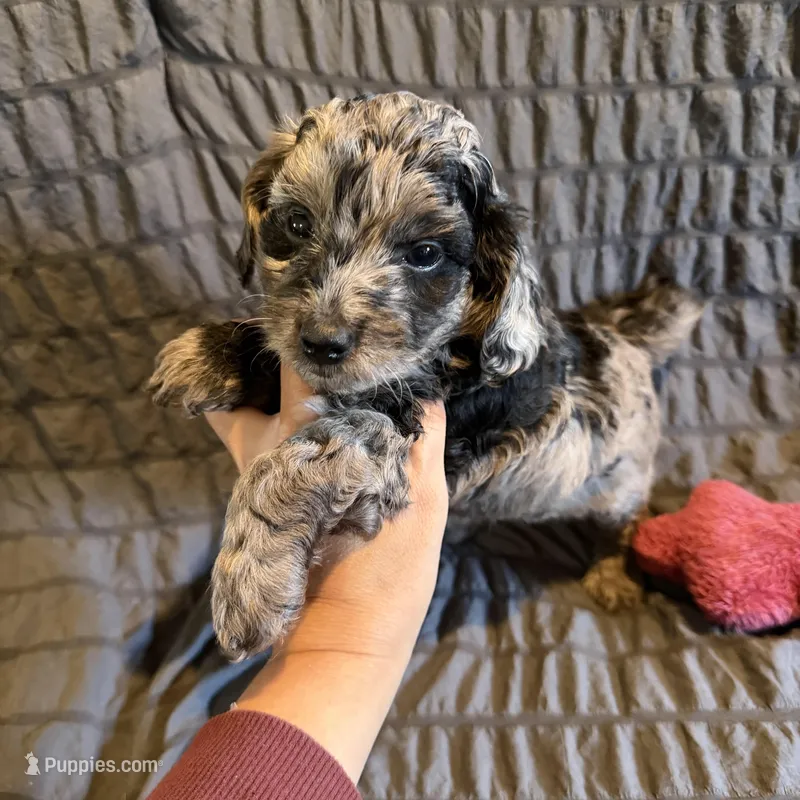 Yoshi Doxiedoodle  – Miniature Dachshund puppy for sale in New Port Richey, FL