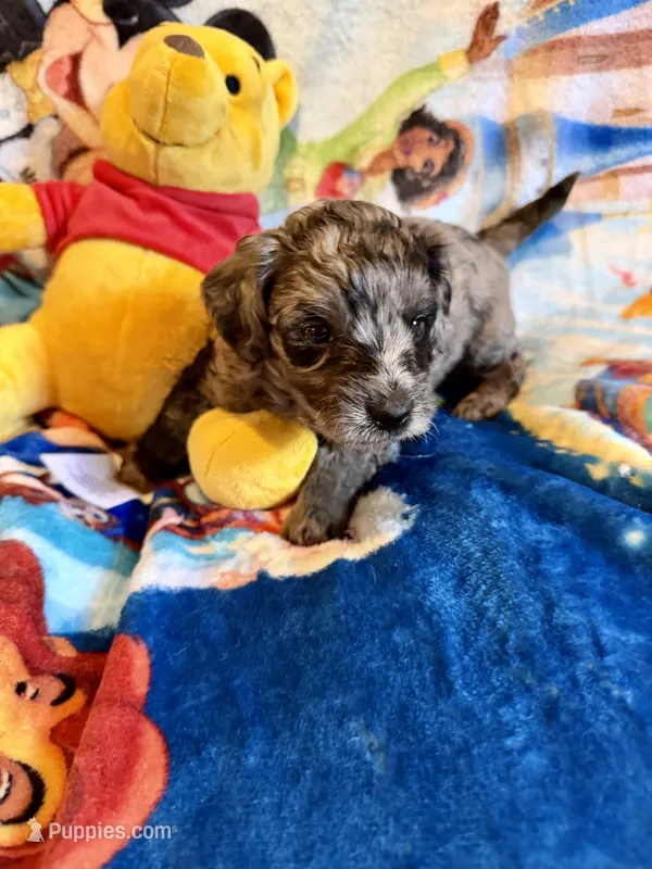 Yoshi Doxiedoodle  – Miniature Dachshund puppy for sale in New Port Richey, FL