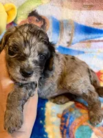 Yoshi Doxiedoodle , a male Miniature Dachshund for sale in New Port Richey, FL – Photo 1 of 3
