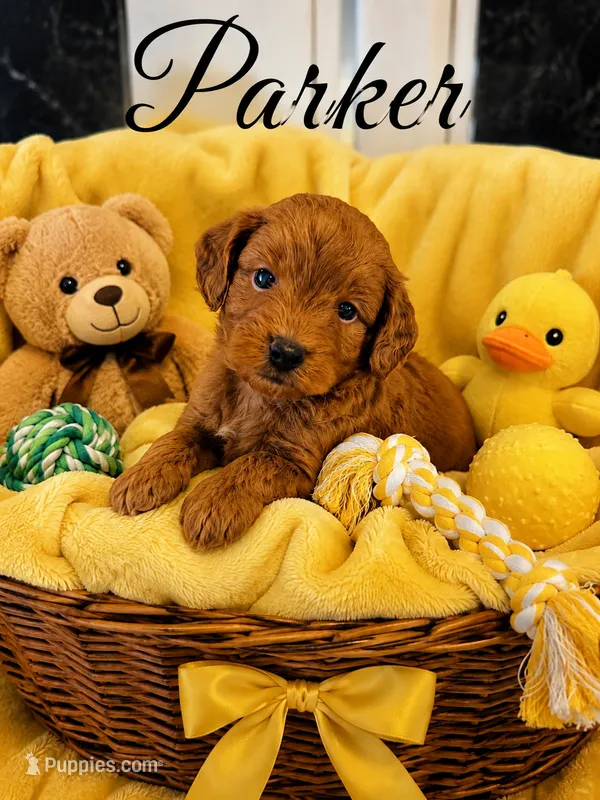 Parker – Miniature Goldendoodle puppy for sale in New Port Richey, FL