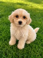 Miles, a male Morkie for sale in New Port Richey, FL – 2 of 2