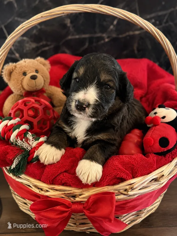 Rhys – Bernedoodle puppy for sale in New Port Richey, FL