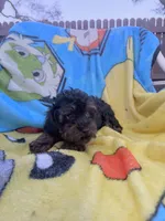 Kingsley , a male Yorkipoo for sale in New Port Richey, FL – 2 of 6