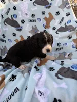 processed/c4e36716-89f0-4c47-ba05-c650dec672a0/listing/de91b220-ed3b-4dc9-8857-f374715350fb/0b41caa6-ed55-4657-a557-05714c4538bb